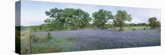 Field of Bluebonnet Flowers, Texas, USA-null-Stretched Canvas