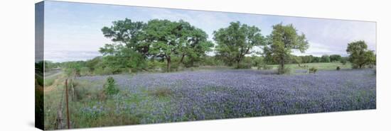 Field of Bluebonnet Flowers, Texas, USA-null-Stretched Canvas