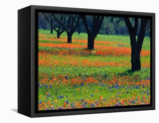 Field of Bluebonnets and Indian Paintbrush-Darrell Gulin-Framed Stretched Canvas