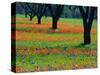 Field of Bluebonnets and Indian Paintbrush-Darrell Gulin-Stretched Canvas