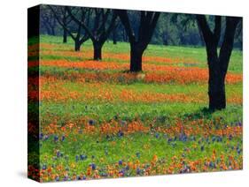 Field of Bluebonnets and Indian Paintbrush-Darrell Gulin-Stretched Canvas