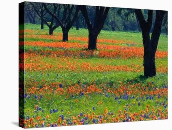 Field of Bluebonnets and Indian Paintbrush-Darrell Gulin-Stretched Canvas