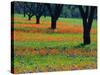 Field of Bluebonnets and Indian Paintbrush-Darrell Gulin-Stretched Canvas