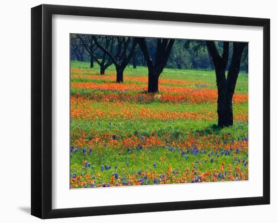 Field of Bluebonnets and Indian Paintbrush-Darrell Gulin-Framed Premium Photographic Print