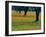 Field of Bluebonnets and Indian Paintbrush-Darrell Gulin-Framed Premium Photographic Print