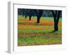 Field of Bluebonnets and Indian Paintbrush-Darrell Gulin-Framed Premium Photographic Print