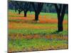 Field of Bluebonnets and Indian Paintbrush-Darrell Gulin-Mounted Premium Photographic Print