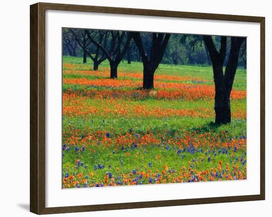 Field of Bluebonnets and Indian Paintbrush-Darrell Gulin-Framed Photographic Print