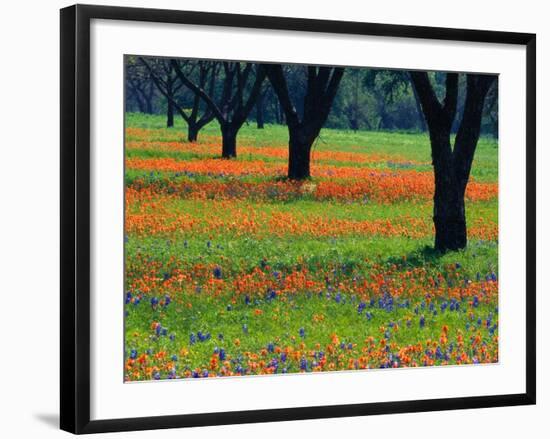 Field of Bluebonnets and Indian Paintbrush-Darrell Gulin-Framed Photographic Print