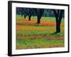 Field of Bluebonnets and Indian Paintbrush-Darrell Gulin-Framed Photographic Print