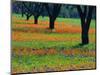 Field of Bluebonnets and Indian Paintbrush-Darrell Gulin-Mounted Photographic Print