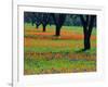 Field of Bluebonnets and Indian Paintbrush-Darrell Gulin-Framed Photographic Print