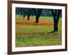 Field of Bluebonnets and Indian Paintbrush-Darrell Gulin-Framed Photographic Print