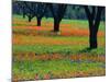 Field of Bluebonnets and Indian Paintbrush-Darrell Gulin-Mounted Photographic Print