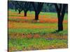 Field of Bluebonnets and Indian Paintbrush-Darrell Gulin-Stretched Canvas