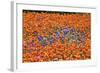 Field of Bluebonnets and Paint Brush-Darrell Gulin-Framed Photographic Print