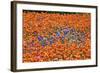 Field of Bluebonnets and Paint Brush-Darrell Gulin-Framed Photographic Print