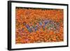 Field of Bluebonnets and Paint Brush-Darrell Gulin-Framed Photographic Print