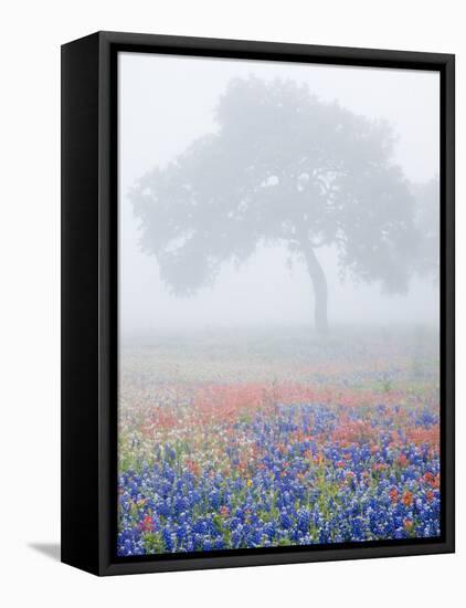 Field of Bluebonnets and Paintbrush on Foggy Morning, Texas, USA-Julie Eggers-Framed Stretched Canvas