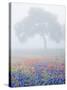 Field of Bluebonnets and Paintbrush on Foggy Morning, Texas, USA-Julie Eggers-Stretched Canvas