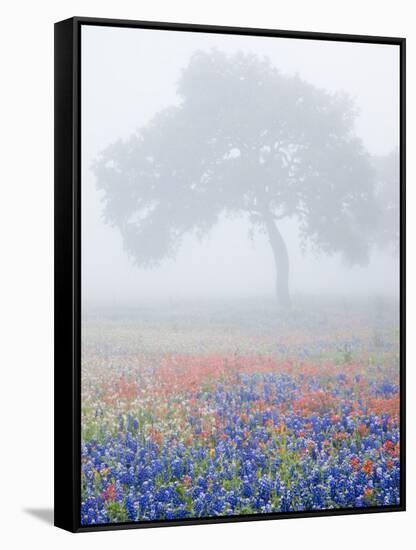 Field of Bluebonnets and Paintbrush on Foggy Morning, Texas, USA-Julie Eggers-Framed Stretched Canvas