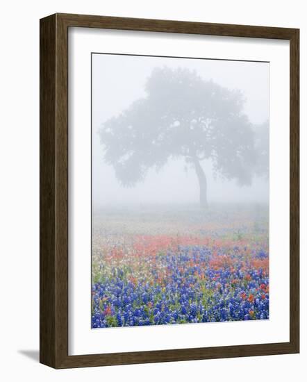 Field of Bluebonnets and Paintbrush on Foggy Morning, Texas, USA-Julie Eggers-Framed Photographic Print