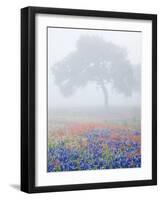 Field of Bluebonnets and Paintbrush on Foggy Morning, Texas, USA-Julie Eggers-Framed Photographic Print