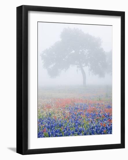 Field of Bluebonnets and Paintbrush on Foggy Morning, Texas, USA-Julie Eggers-Framed Photographic Print