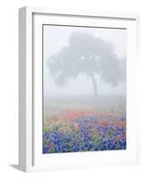 Field of Bluebonnets and Paintbrush on Foggy Morning, Texas, USA-Julie Eggers-Framed Photographic Print