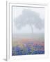 Field of Bluebonnets and Paintbrush on Foggy Morning, Texas, USA-Julie Eggers-Framed Photographic Print