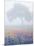 Field of Bluebonnets and Paintbrush on Foggy Morning, Texas, USA-Julie Eggers-Mounted Photographic Print