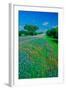 Field of bluebonnets in bloom Spring Willow City Loop Rd. TX-null-Framed Photographic Print