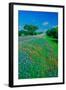 Field of bluebonnets in bloom Spring Willow City Loop Rd. TX-null-Framed Photographic Print