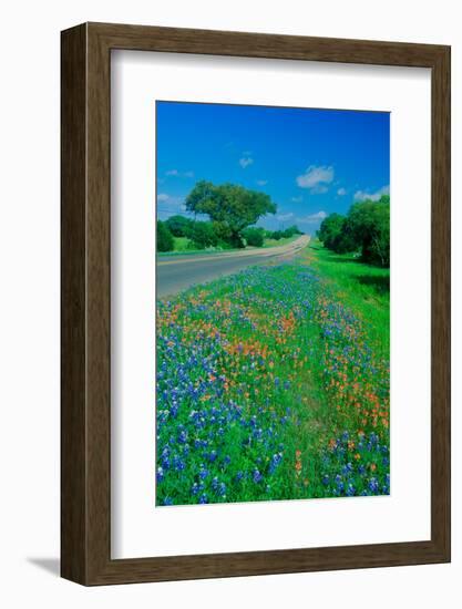 Field of bluebonnets in bloom Spring Willow City Loop Rd. TX-null-Framed Photographic Print