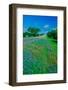 Field of bluebonnets in bloom Spring Willow City Loop Rd. TX-null-Framed Photographic Print