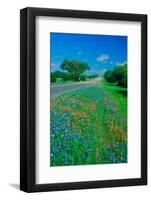 Field of bluebonnets in bloom Spring Willow City Loop Rd. TX-null-Framed Photographic Print