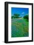 Field of bluebonnets in bloom Spring Willow City Loop Rd. TX-null-Framed Photographic Print