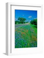 Field of bluebonnets in bloom Spring Willow City Loop Rd. TX-null-Framed Photographic Print