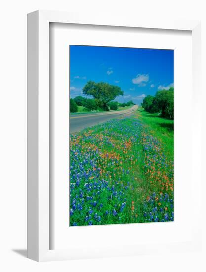 Field of bluebonnets in bloom Spring Willow City Loop Rd. TX-null-Framed Photographic Print