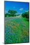 Field of bluebonnets in bloom Spring Willow City Loop Rd. TX-null-Mounted Photographic Print