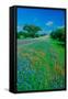 Field of bluebonnets in bloom Spring Willow City Loop Rd. TX-null-Framed Stretched Canvas