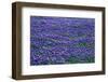 Field of bluebonnets in bloom Spring Willow City Loop Rd. TX-null-Framed Photographic Print