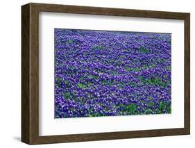 Field of bluebonnets in bloom Spring Willow City Loop Rd. TX-null-Framed Photographic Print