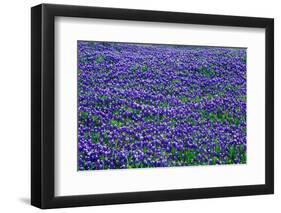 Field of bluebonnets in bloom Spring Willow City Loop Rd. TX-null-Framed Photographic Print