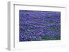 Field of bluebonnets in bloom Spring Willow City Loop Rd. TX-null-Framed Photographic Print