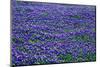 Field of bluebonnets in bloom Spring Willow City Loop Rd. TX-null-Mounted Photographic Print