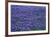 Field of bluebonnets in bloom Spring Willow City Loop Rd. TX-null-Framed Photographic Print