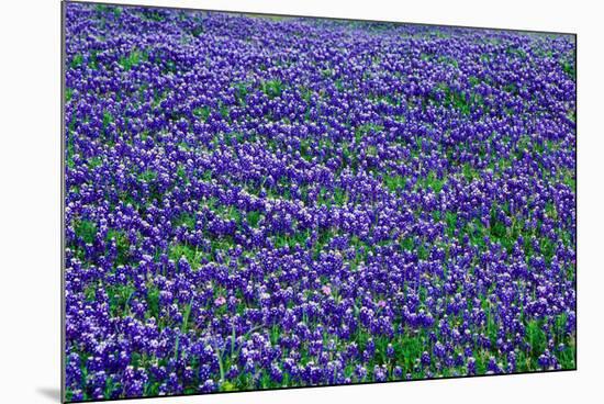 Field of bluebonnets in bloom Spring Willow City Loop Rd. TX-null-Mounted Photographic Print