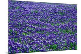 Field of bluebonnets in bloom Spring Willow City Loop Rd. TX-null-Mounted Photographic Print