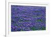 Field of bluebonnets in bloom Spring Willow City Loop Rd. TX-null-Framed Photographic Print